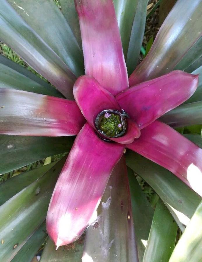 푸에르토이과수 Jardin De Naipi 아파트 외부 사진